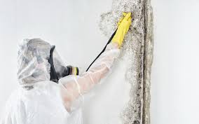 Best Water Damage & Mold Remediation  in Bellevue, WA